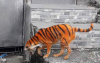 Tiger-Dog-2