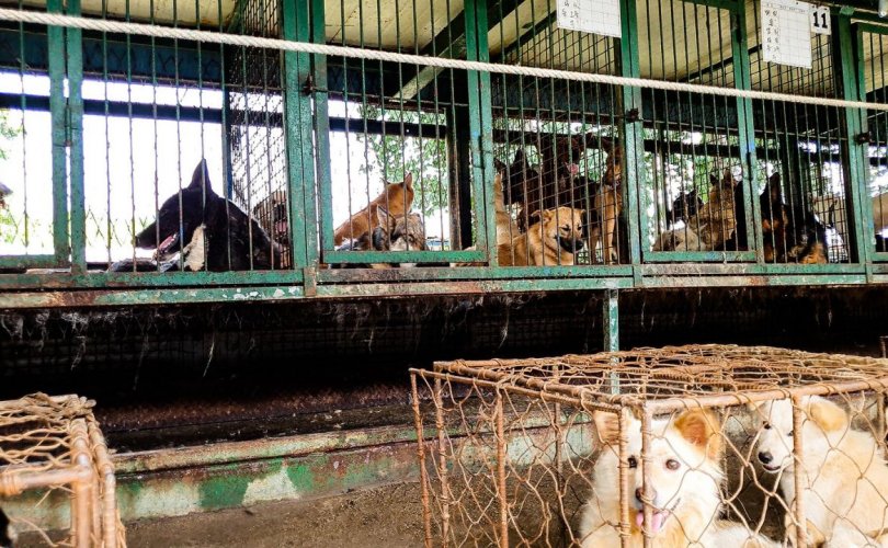 БНСУ: Хүнсэнд хэрэглэхээр 200 гаруй нохой торонд хорьж байжээ