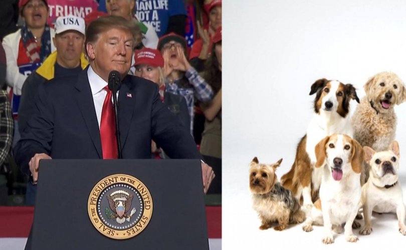 Оросууд нохойндоо Трампын нэрийг өгөх нь ихэсчээ