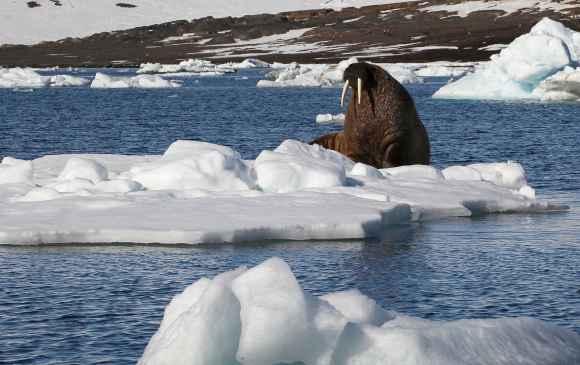 Дэлхийн дулаарал Арктикийн бүс нутагт маш их хохирол учруулна