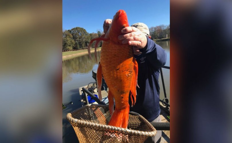 Дөрвөн кг жинтэй асар том алтан загас барьжээ