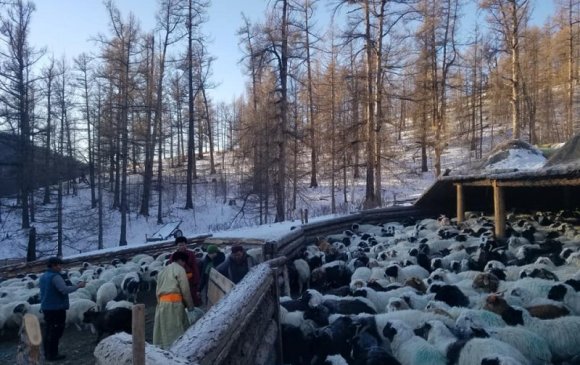 Малын тоо өмнөх оноос 7 сая толгойгоор буурчээ