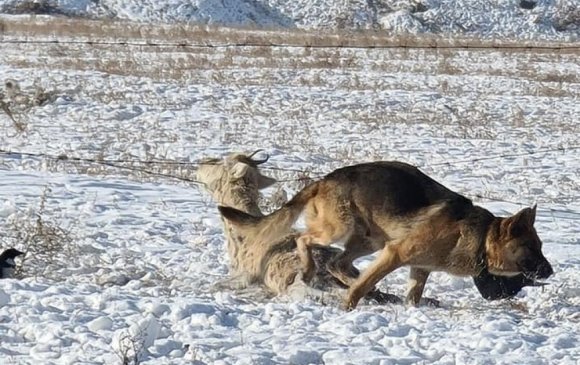 Богд ууланд гөрөөс барьж идсэн 32 зэрлэг нохойг устгажээ