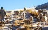 38110756-9156697-Sheep_can_be_seen_standing_on_the_ice_covered_dunes_in_the_Alger-a-83_1610897374720