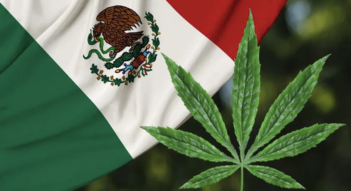 купить марихуану в мексике