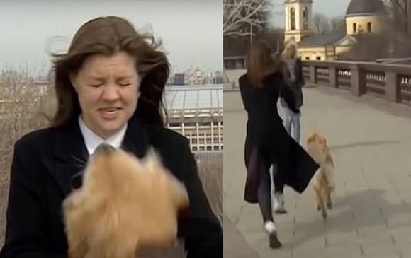 Видео: Шууд дамжуулалтын үеэр микрофоноо нохойд алджээ