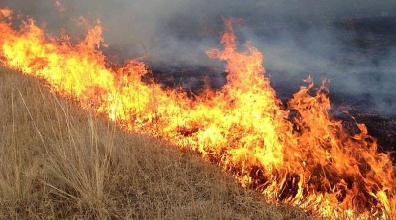 Сүхбаатар аймагт хээрийн түймэрт 80 мянган га талбай шатжээ