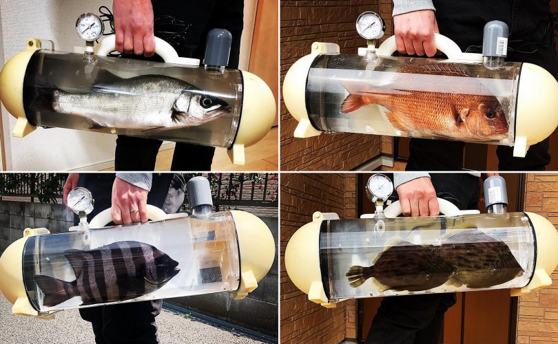 Япон: Аялалд явахдаа загасаа авч явах аквариум бүтээжээ
