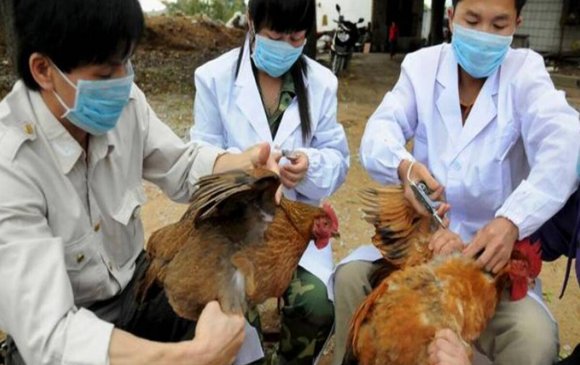 “H10N3” вирус хүнд халдсан анхны тохиолдол Хятадад бүртгэгдэв