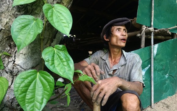 Вьетнамын "Тарзан" тосгоны амьдралд дасалгүй ширэнгэдээ амьдрах болжээ  