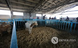 Иран руу мах экспортлохоор малчдаас хонь авч байна