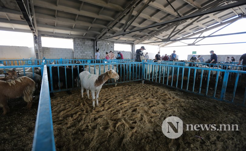 Иран руу мах экспортлохоор малчдаас хонь авч байна