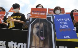 Өмнөд Солонгост нохойн мах идэхийг хориглоно