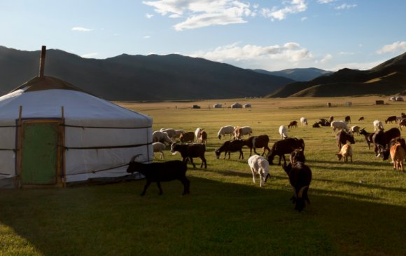 Монголд малын халдварт өвчин гарсан талаар "Xinhua" мэдээлэв
