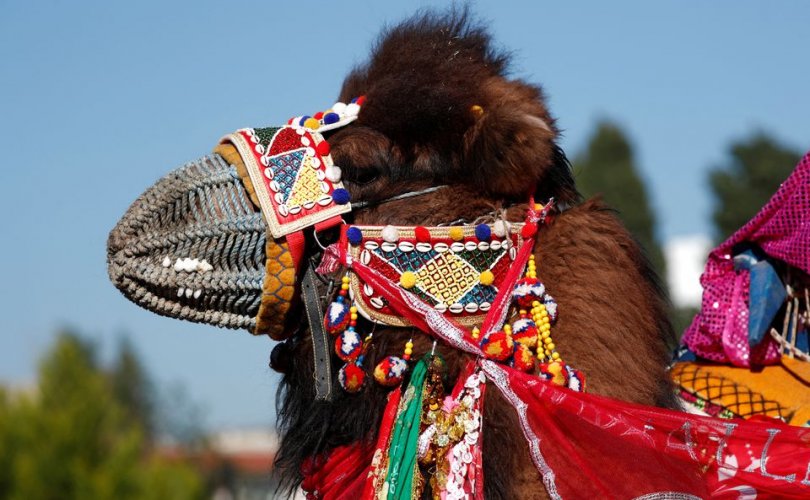 Амьтны эрх хамгаалагчид тэмээний фестивалийг эсэргүүцэв