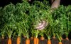 _124297243_20_paolo-grinza-and-silvia-vaula_carrot-field-forever_hi-res_credited