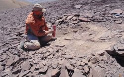 Чилийн Атакама цөлөөс нисдэг мөлхөгчдийн эртний булш олджээ