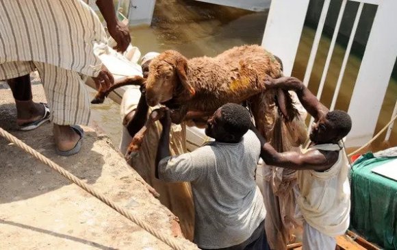 Саудын Араб руу экспортод гаргасан 15 мянган хонь живжээ