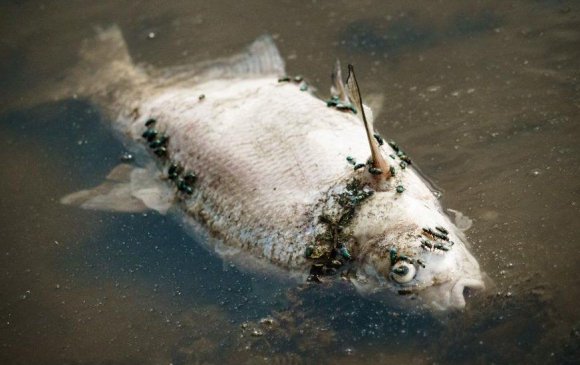 Химийн бодисоос болж загаснууд хордож үхсэн гэв