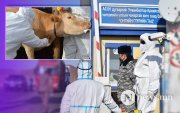 Гачууртад шүлхий бүртгэгдэж, хөл хорио тогтоожээ