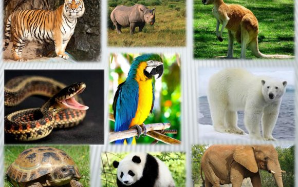 ИНФОГРАФИК: Устаж буй 32 амьтан