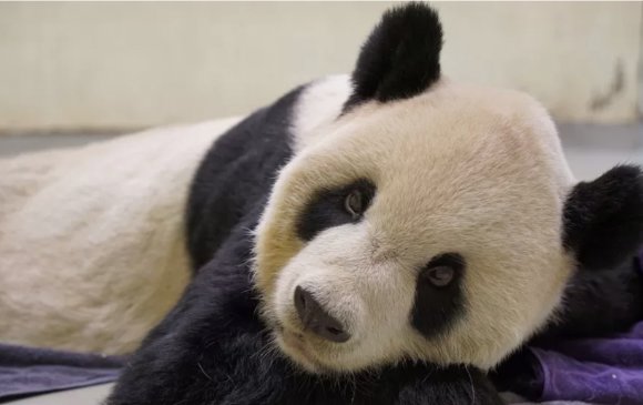 Хятадын дипломат харилцааны бэлгэ тэмдэг панда нас баржээ