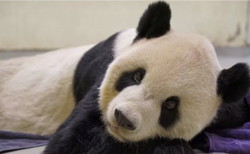 Хятадын дипломат харилцааны бэлгэ тэмдэг панда нас баржээ