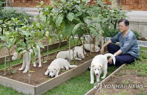 Мүн Жэ Ин: Хойд Солонгосын бэлэглэсэн нохойг буцаамаар байна