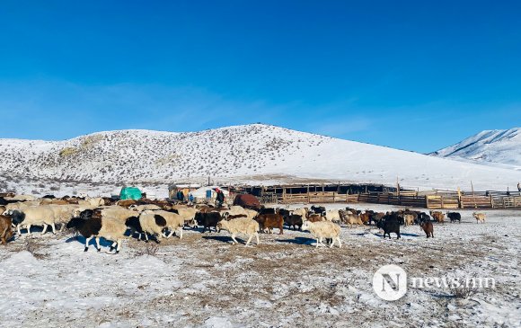 Сурвалжлага: Амар амгалан амьдрал Монголын хөдөөд байна