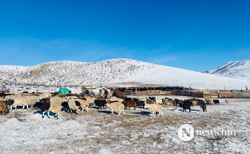 Сурвалжлага: Амар амгалан амьдрал Монголын хөдөөд байна