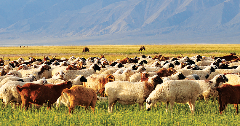 Сая гаруй долларын өртөг бүхий амьд хонь экспортолжээ