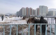 Улаанбаатар хотын суурьшлын бүсээс 10 мянга гаруй малыг гаргажээ