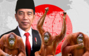 Индонезийн шинэ нийслэлд иргэд орангутантай зэрэгцэн амьдарна