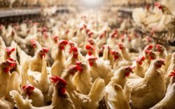Хөршийнхөө 1100 орчим тахиаг хорогдуулсан хятад эр ял сонсов