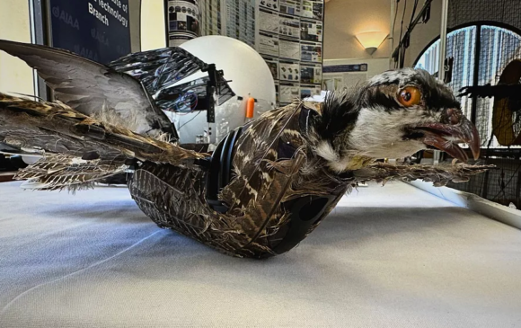 АНУ үхсэн шувуу ашиглаж дрон хөөргөжээ