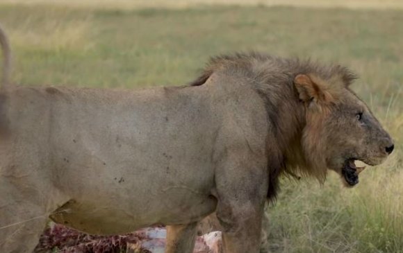 Кенийн малчид долоо хоногийн дотор 10 арслан агнажээ
