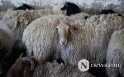 Өвөлжилт хүндэрсэн аймгуудаас 2 сая хонь авч, Иран руу экспортлоно