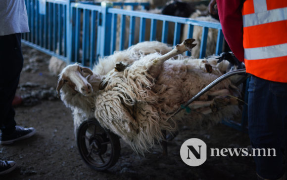 Сурвалжлага: Шөлний хонь 250-350 мянган төгрөг