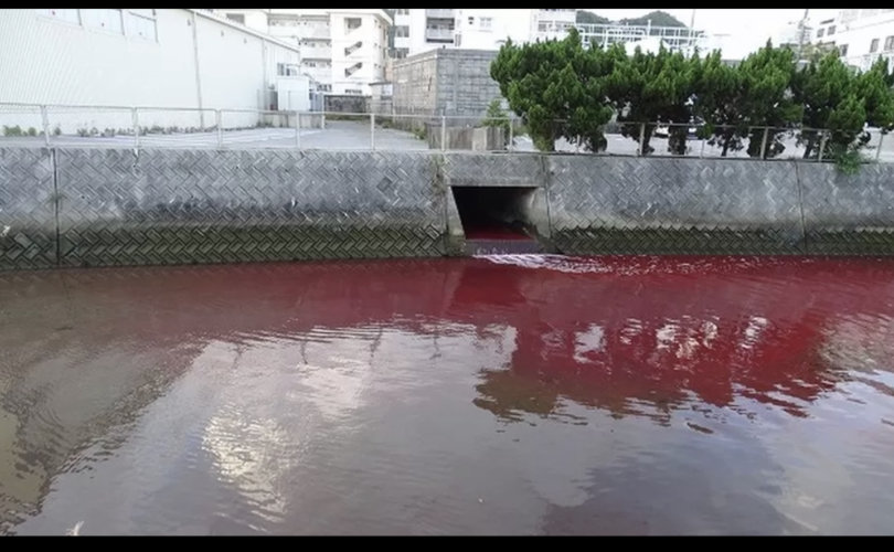 Окинавагийн боомт цусан улаан өнгөтэй болжээ