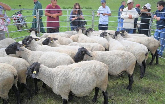 Мах, ноосны чиглэлийн суффолк үүлдрийн хонины аж ахуйг танилцууллаа