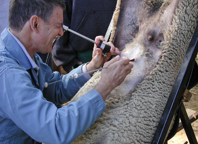 200 толгой эм хонинд мэс ажилбараар зохиомол хээлтүүлэг хийжээ