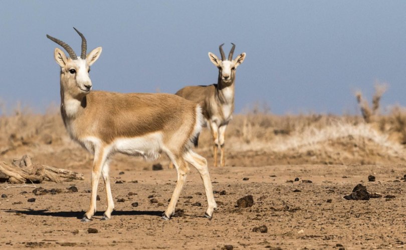 Хууль бусаар их хэмжээний ан хийсэн иргэдийг шүүнэ