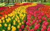 TAL-tulips-keukenhof-garden-netherlands-VIVAMAGENTA0123-a023051885b44f538a391dd32fff7658