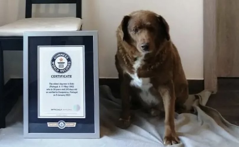 Гиннес: Дэлхийн хамгийн хөгшин нохойн цолыг хураав