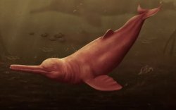 Амазон мөрнөөс эртний аварга том далайн гахайн олдвор олдлоо