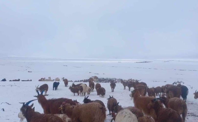 ЦУОШГ: Говь-Алтай аймагт цас орсон