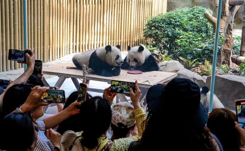 10 жуулчин панда үзэх эрхээ хасуулжээ
