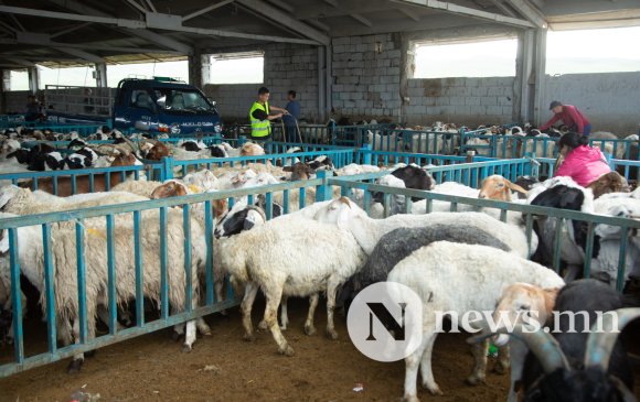 Шөлний хонь 350 мянган төгрөгийн үнэтэй байна