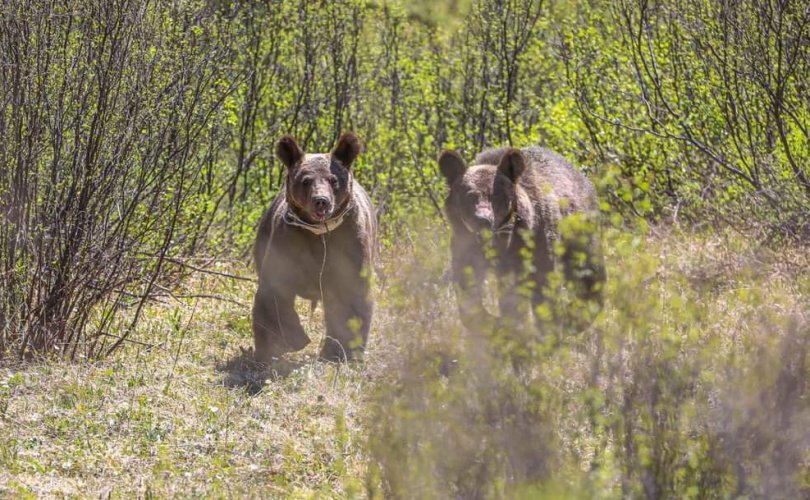 Пэпэ, Борис гэх 2 бамбаруушийг байгальд нь тавьжээ