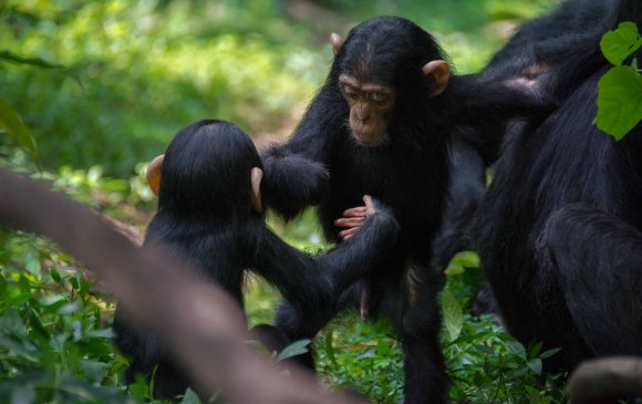 Чимпанзе нар дохио зангаагаар ойлголцдог
